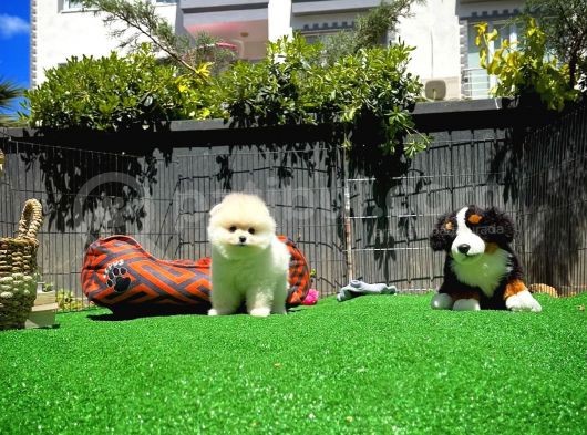 Ayı Surat Pomeranian Boo Yavrularımız görsel