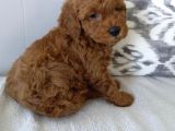 Red Toy Poodle Bebekler Üat Kali̇te