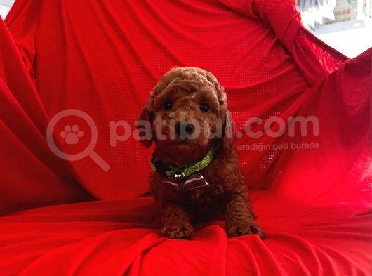 Safkan Toy Poodle Yavrumuz