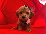 Safkan Toy Poodle Yavrumuz