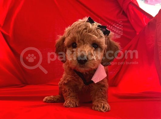 Safkan Toy Poodle Yavrumuz görsel