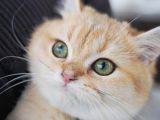 Birbirinden Güzel  Efsane British Shorthair