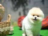 Ayı Surat Pomeranian Boo Yavrularımız