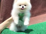 Orjinal Pomeranian Boo
