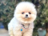 Safkan Teddy Face Pomeranian Boo Yavrularımız