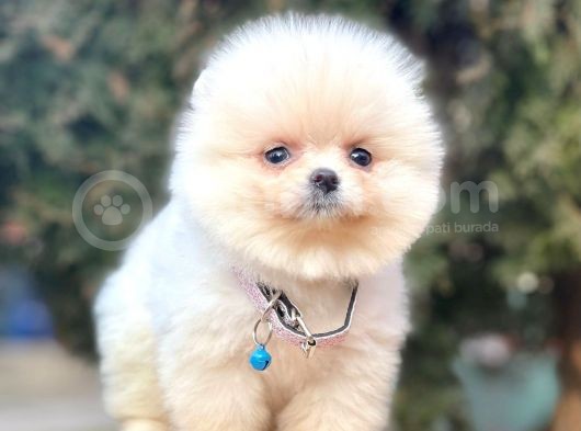 Safkan Teddy Face Pomeranian Boo Yavrularımız görsel