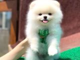 Orjinal Pomeranian Boo