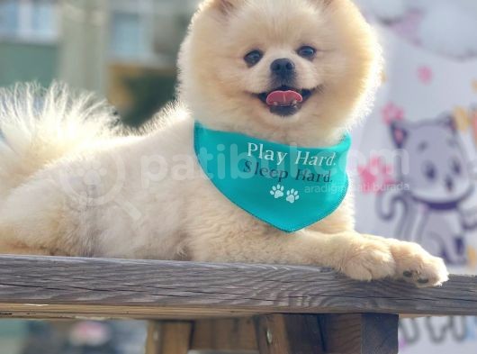 Safkan Teddy Face Pomeranian Boo Yavrularımız görsel