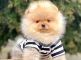 Safkan Teddy Face Pomeranian Boo Yavrularımız