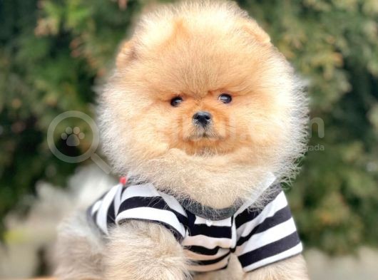 Safkan Pomeranian Boo Yavrularımız görsel