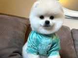Ayi Surat Pomeranian Boo Yavrular