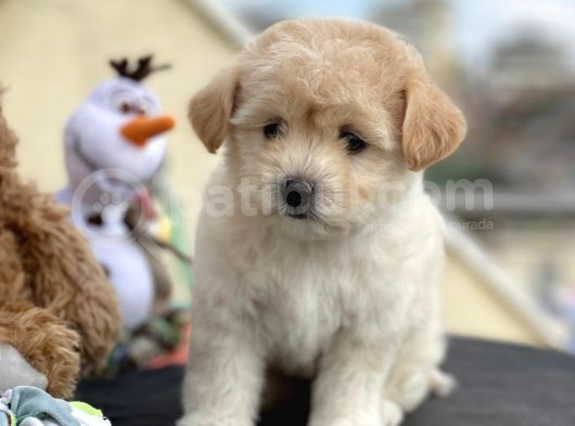Sevimli Maltipoo Yavrumuz görsel