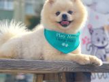 Safkan Pomeranian Boo Yavrularımız