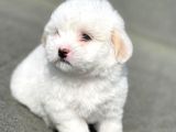 Dünyalar Güzeli Maltese Terrier Yavrumuz