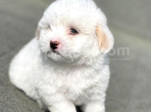 Dünyalar Güzeli Maltese Terrier Yavrumuz görsel