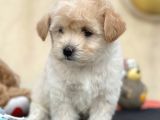 Maltipoo Miini Boy Dişi Erkek Yavrularımız