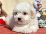 Dünyalar Güzeli Maltese Terrier Yavrumuz