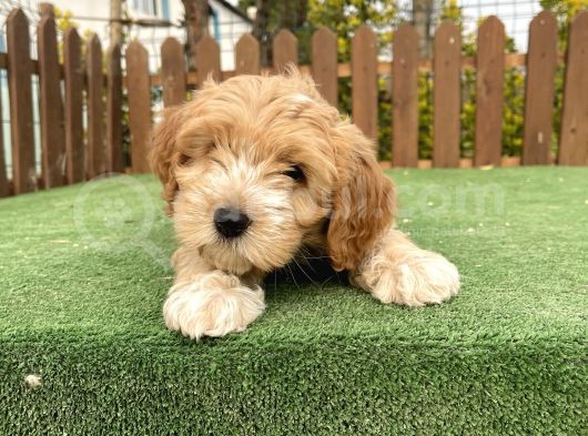 Teacup Maltipoo Yavrular görsel