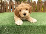 Teacup Maltipoo Yavrular