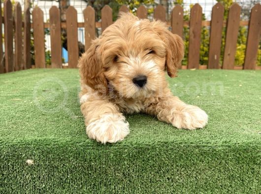 Teacup Maltipoo Yavrular