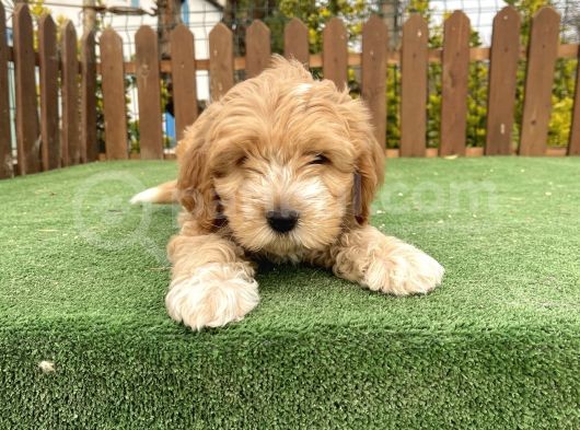 Teacup Maltipoo Yavrular görsel