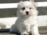 Safkan 0 Numara Maltese Yavrular