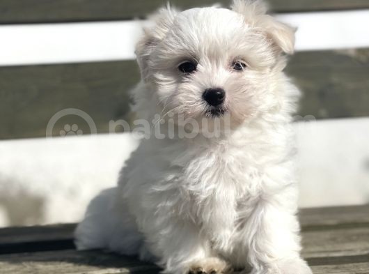 Safkan 0 Numara Maltese Yavrular görsel