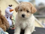 Sevimli Maltipoo Yavrumuz
