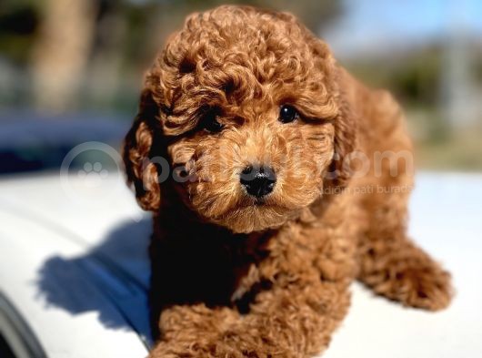 Muhtesem Tuy Yapisi Ile Toy Poodle Bebekler görsel