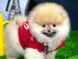 Ayı Surat Pomeranian Boo Yavrularımız