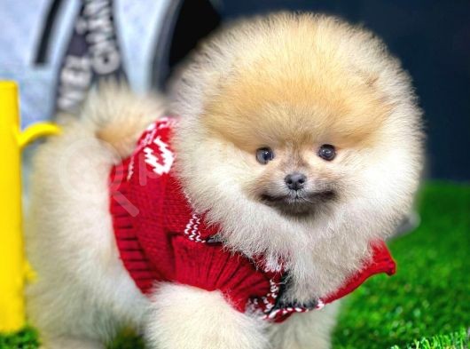 Ayı Surat Pomeranian Boo Yavrularımız görsel