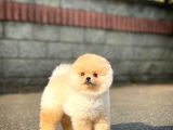 Ayı Surat Pomeranian Boo Yavrularımız