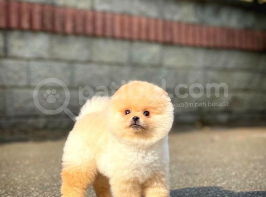 Ayı Surat Pomeranian Boo Yavrularımız