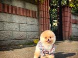 Ayı Surat Pomeranian Boo Yavrularımız