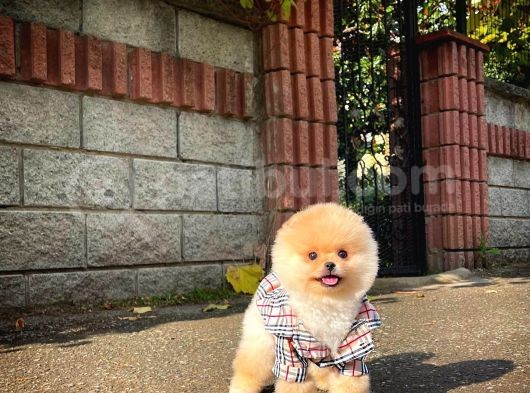 Ayı Surat Pomeranian Boo Yavrularımız görsel