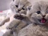 Scottish Shorthair