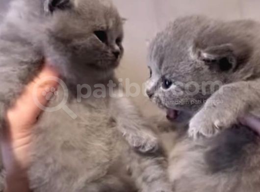 Scottish Shorthair görsel