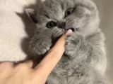 Scottish Shorthair