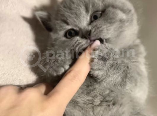 Scottish Shorthair