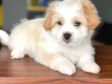2 Aylık Erkek Maltipoo Yavrumuz