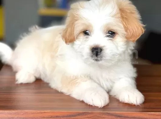 2 Aylık Erkek Maltipoo Yavrumuz görsel