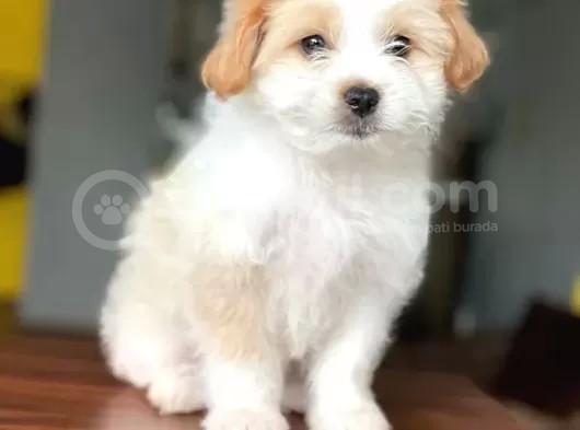 2 Aylık Erkek Maltipoo Yavrumuz