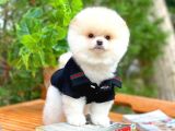 Ayı Surat Pomeranian Boo Yavrularımız
