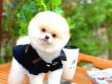 AA Kalite Safkan  Pomeranian Oğlumuz