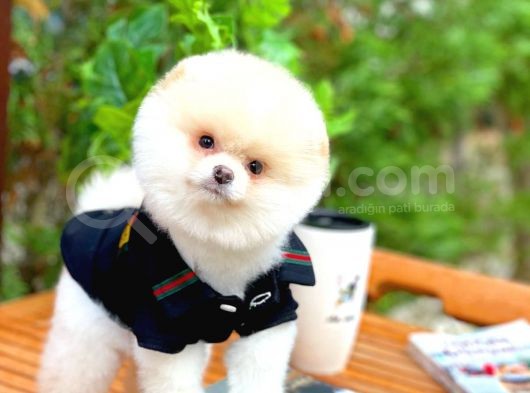 Ayı Surat Pomeranian Boo Yavrularımız görsel