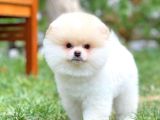 Ayı Surat Pomeranian Boo Yavrularımız