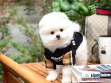 Ayı Surat Pomeranian Boo Yavrularımız