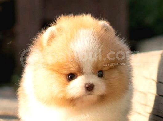 Ayı Surat Pomeranian Boo Yavrularımız