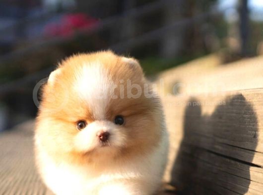 Ayı Surat Pomeranian Boo Yavrularımız görsel