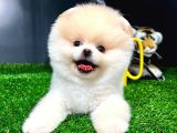 Ayı Surat Pomeranian Boo Yavrularımız